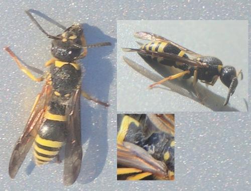 Réf. 297 780 : Ancistrocerus nigricornis